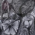 Drawing the rosa flag